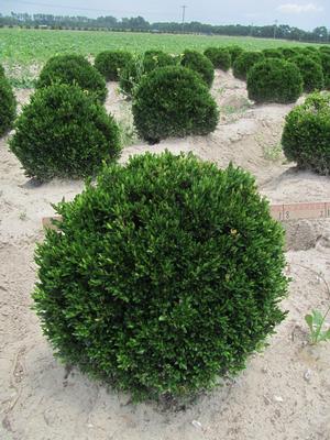 Buxus sinica v. insularis Justin Browers - Boxwood