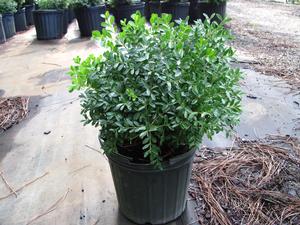 Buxus sinica v. insularis Tide Hill - Boxwood