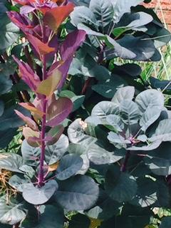 Cotinus Royal Purple - Smoke Bush