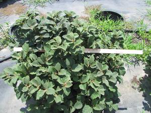 Fothergilla Mt. Airy - 