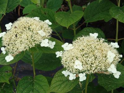 Hydrangea aborescens dardom ‘White Dome’ Smooth Hydrangea from David’s