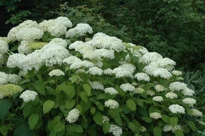 Hydrangea a. Annabelle - Hydrangea Arborescens