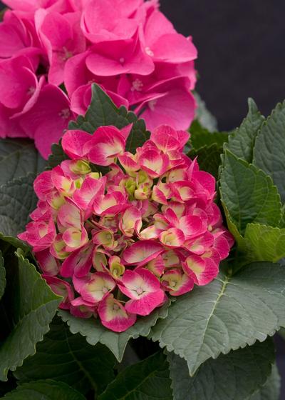 Hydrangea macrophylla PP10906 / Proven Winners® Color Choice® Cityline® Paris - Hydrangea Macrophylla (Mop Head)