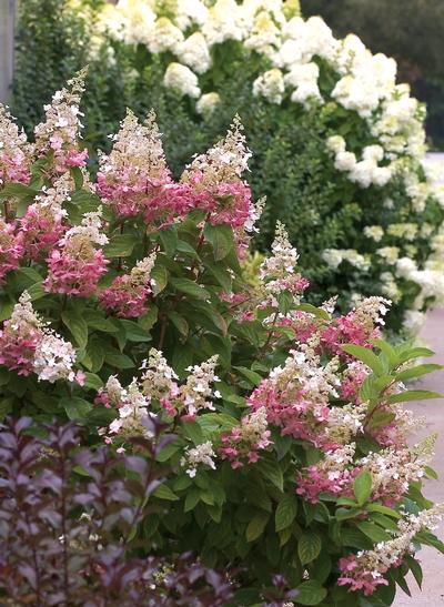 Hydrangea paniculata PP16166 / Proven Winners® Color Choice® Pinky Winky® - Hydrangea Paniculata (Panicle)