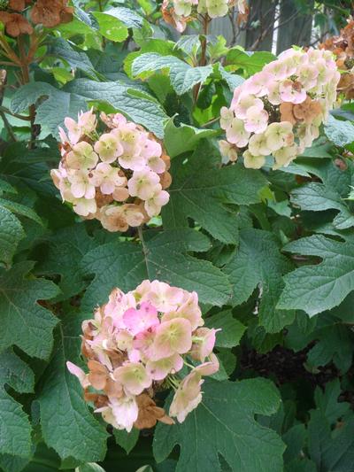 Hydrangea q. Snow Queen - Hydrangea Quercifolia (Oakleaf)