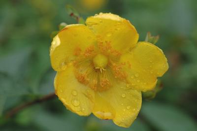 Hypericum Hidcote - 