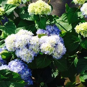 Hydrangea M. All Summer Beauty - Hydrangea Macrophylla (Mop Head)