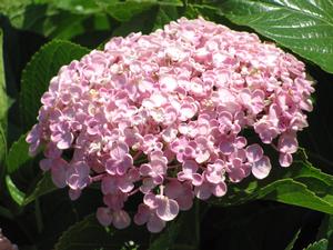 Hydrangea M. Ayesha - Hydrangea Macrophylla (Mop Head)