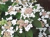 Hydrangea M. Lanarth White - Hydrangea Macrophylla (Mop Head)