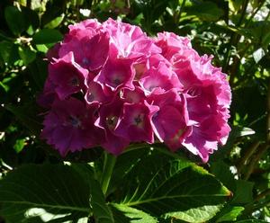 Hydrangea M. Masja - Hydrangea Macrophylla (Mop Head)