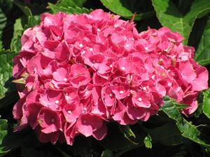 Hydrangea M. Merritt's Supreme - Hydrangea Macrophylla (Mop Head)