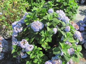 Hydrangea M. Nikko Blue - Hydrangea Macrophylla (Mop Head)