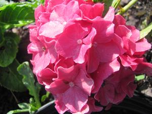 Hydrangea M. Pia - Hydrangea Macrophylla (Mop Head)