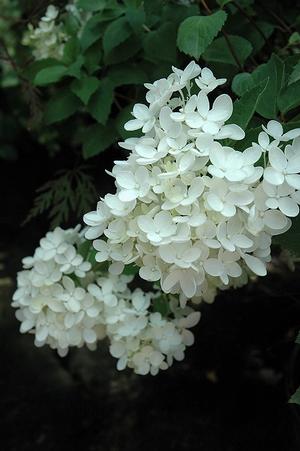 Hydrangea P. Bombshell - Hydrangea Paniculata (Panicle)