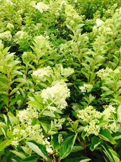 Hydrangea P. Phantom - Hydrangea Paniculata (Panicle)