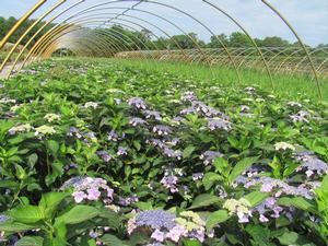 Hydrangea S. Blue Bird - Hydrangea Serrata (Lace Cap)