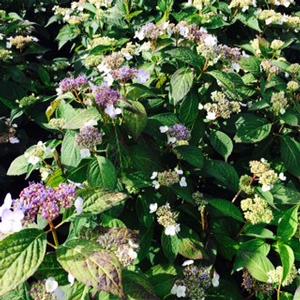 Hydrangea S. Coerulea Lace - Hydrangea Serrata (Lace Cap)