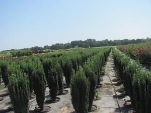 Ilex crenata Sky Pencil - Ilex (Holly)