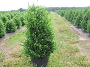 Ilex crenata Steeds - Ilex (Holly)