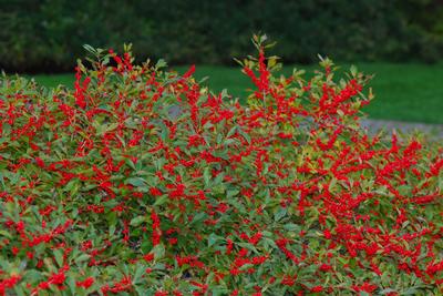 Ilex v. Red Sprite - Femal Winterberry