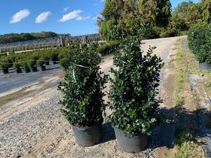 Ilex M. Blue Maid - Blue Holly