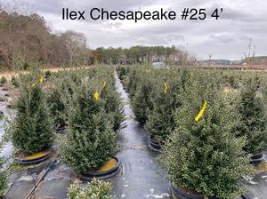 Ilex crenata Chesapeake Ilex (Holly) from David's Nursery