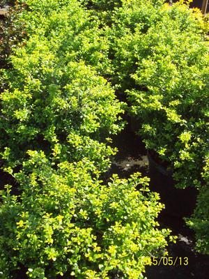 Ilex crenate green Luster - Ilex (Holly)