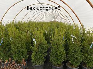 Ilex crenata Schwoebel Upright - Ilex (Holly)