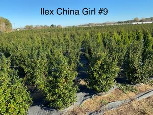 Ilex M. China Girl - Ilex (Holly)