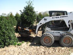 Ilex x. Koehneana - Ilex (Holly)