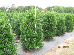 Ilex x. Nellie R. Stevens - Ilex (Holly)