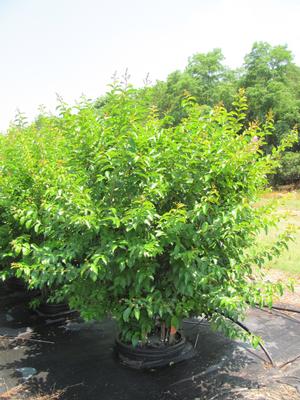 Lagestroemia Muskogee - Lagerstroemia (Crape Myrtle)