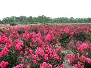 Lagerstroemia Pink Velour - Lagerstroemia (Crape Myrtle)