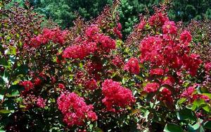 Lagerstroemia Tonto - Lagerstroemia (Crape Myrtle)