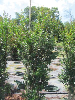 Lagerstroemia Tuscarora - Lagerstroemia (Crape Myrtle)