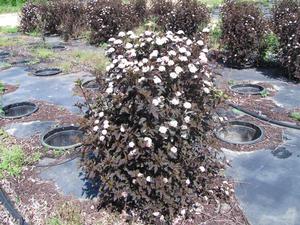 Physocarpus opulifolius PP14821 / Proven Winners® Color Choice® Summer Wine® - Ninebark