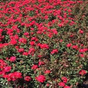 Rosa PP17877 / Drift® Red - Rosa Drift®