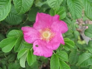 Rosa Virginiana - Roses