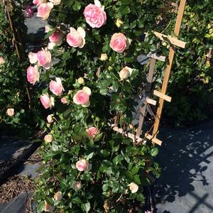 Rosa Eden® Climber - 