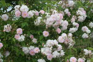 Rosa clg. Paul's Himalayan Musk - Rosa (Climbing)