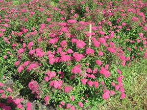 Spiraea Anthony Waterer - Spiraea