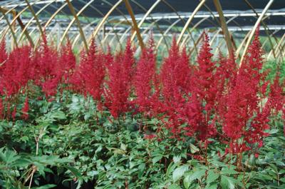 Astilbe Fanal - Astilbe