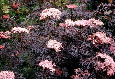 Sambucus nigra PP15575 / Proven Winners® Color Choice® Black Lace® - 