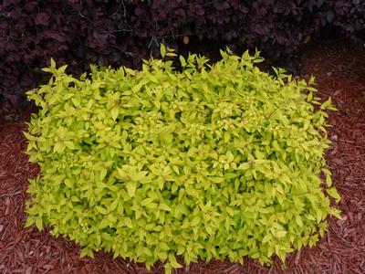 Spiraea Goldmound - Spiraea