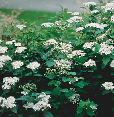 Spiraea x media 'Snow Storm™' - Spirea