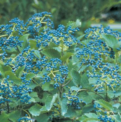 Viburnum dentatum / Proven Winner® Color Choice® Blue Muffin® - Arrowwood