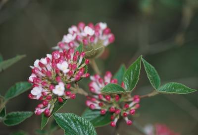 Viburnum x. Mohawk - Viburnum