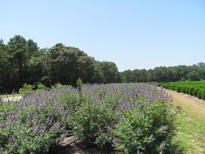 Vitex Shoal Creek - Chaste Tree