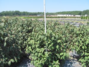 Viburnum Rhytidophyllum - Leatherleaf