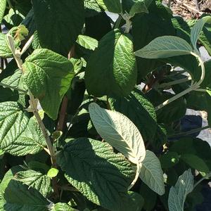 Viburnum Rhytidophylloides Alleghany - Viburnum